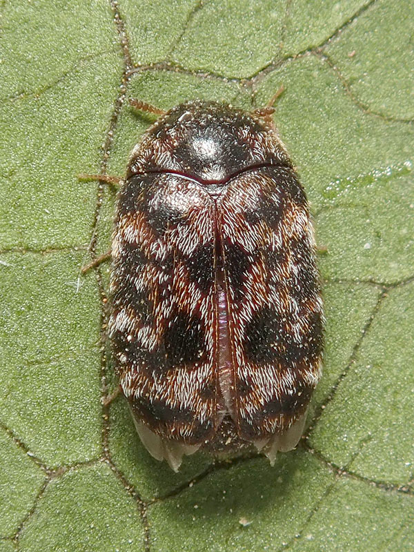 Dermestidae: Trogoderma versicolor (cfr.)